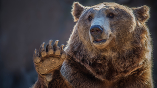 Hungry bears are coming for your candy stash